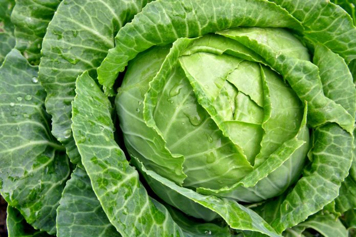 cabbage