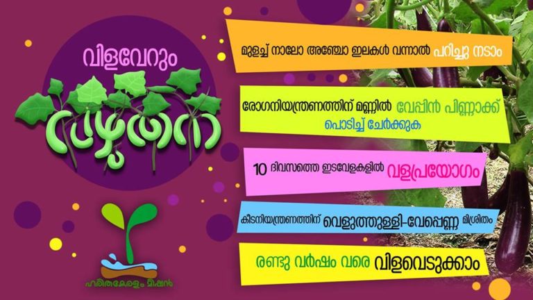 വഴുതന(കത്തിരി) കൃഷി