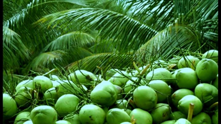 തെങ്ങിൻ തൈ നടുന്ന വിധം