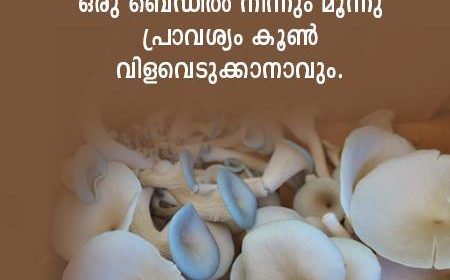 mushroom cultivation in malayalam 010