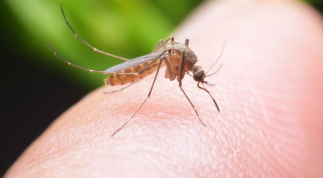 mosquito