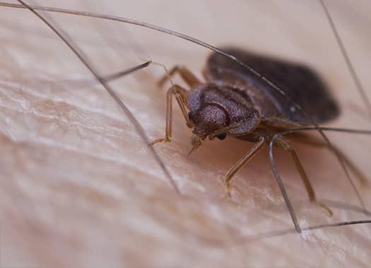 how to avoid insects in home