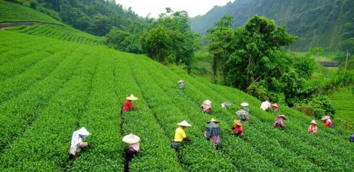 tea plantation