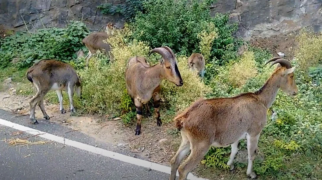 Varayadu kerala wild goat