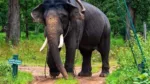 ആന ഇടഞ്ഞാൽ ഇനി ഉടമസ്ഥനും പാപ്പാനും വെട്ടിലാകും