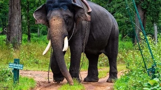 elephant