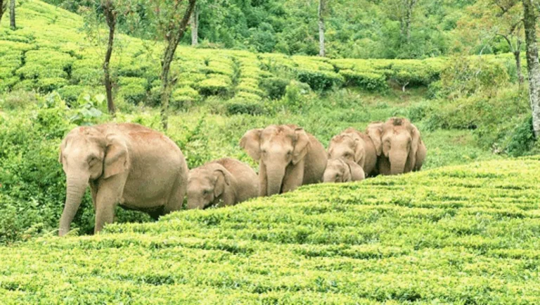 വാൽപാറയിലേക്ക് ഇ-പാസ് നിർബന്ധം; നവംബർ 1 മുതൽ നിയമം പ്രാബല്യത്തിൽ