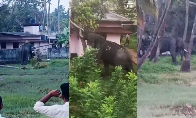 തൃശൂരിൽ ആനയിടഞ്ഞ് ഓടി; വാഹനങ്ങളും വീടും തകർത്തു