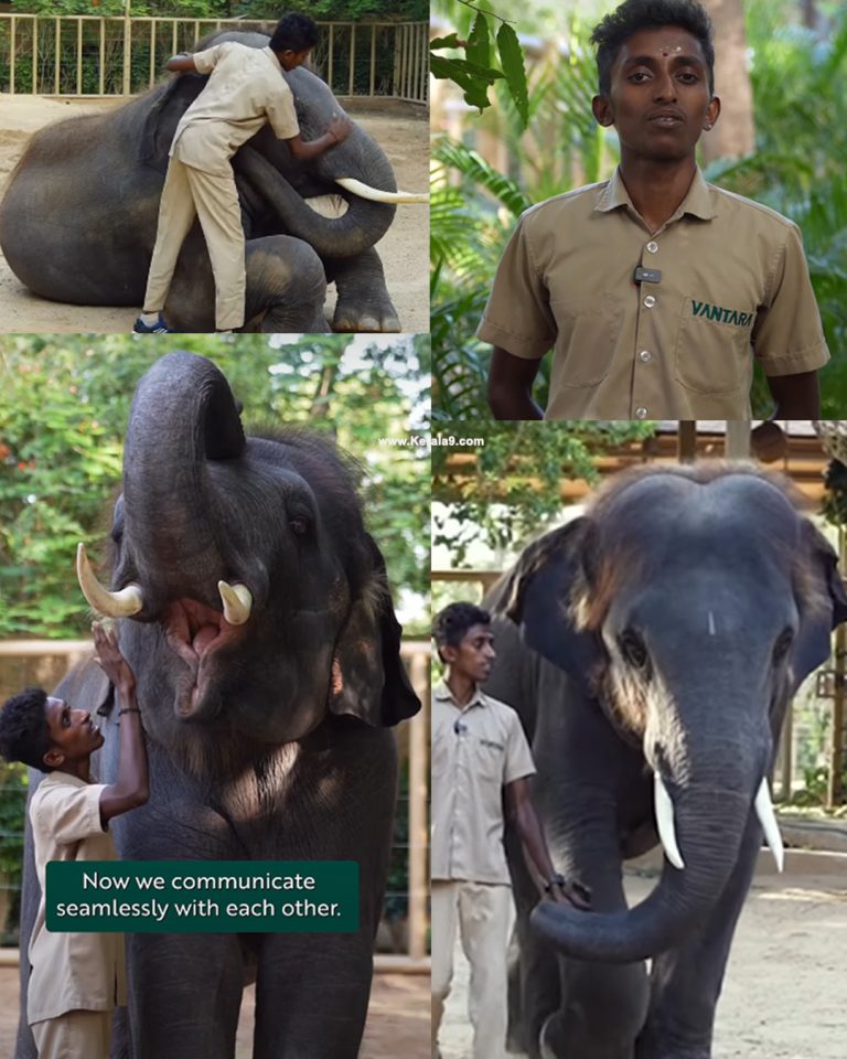 സ്നേഹത്തിന് അതിരുകളില്ല; വനതാരയിൽ ആനക്കുട്ടി ‘ബാഹുബലി’യുടെ ഉറ്റചങ്ങാതിയായി മാറിയ മലയാളി യുവാവ് അരുണിൻ്റെ കഥ