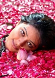 386sneha_photos_55