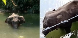 Pregnant Elephants
