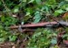 maoist attack wayanad kerala - Kerala9.com