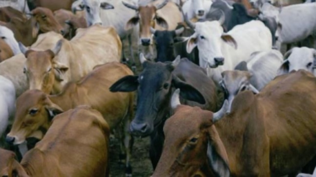 cattle smuggling case - Kerala9.com