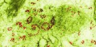 green fungus