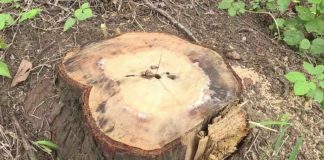 tree robbery kerala