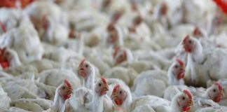 Bird flu