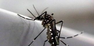 Zika virus 1