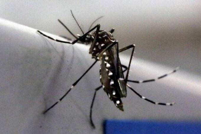 Zika virus 1 - Kerala9.com Zika virus 1