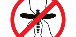 dengue