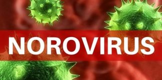 norovirus 1
