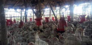 Bird flu