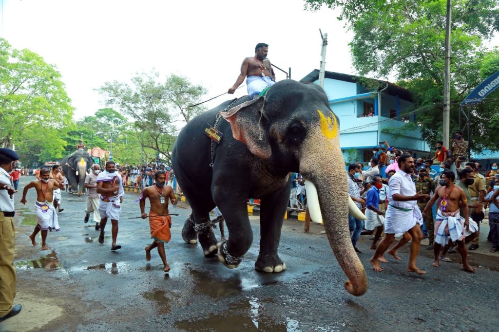 guruvayoor temple elephants race photos 004