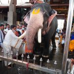 guruvayoor temple elephants race photos