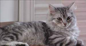 Russia cats