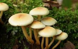 poisonous mushrooms