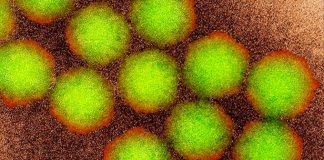 polio virus