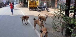 dog