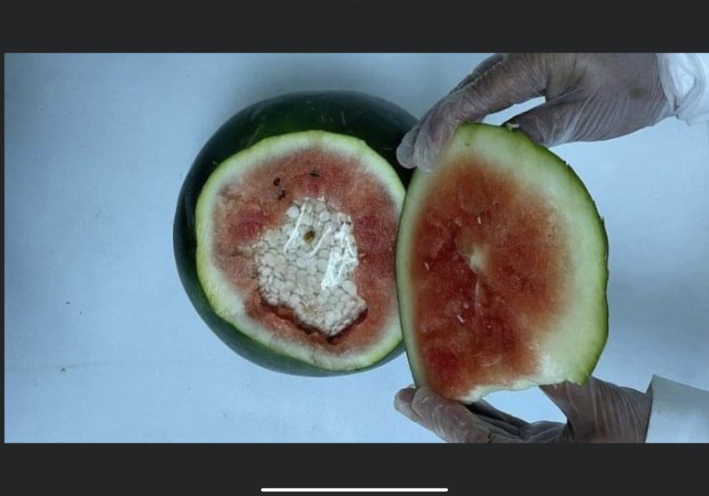 Attempt to smuggle drugs in watermelons; A group of five was arrested 1 drugs in watermelons
