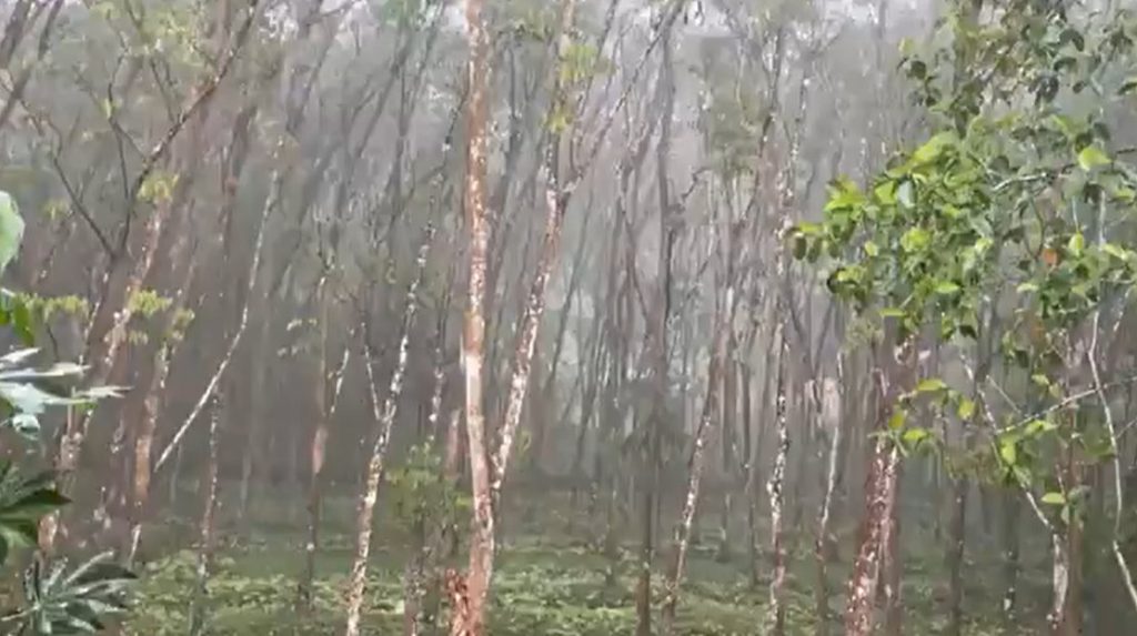 kerala rain