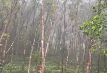 kerala rain