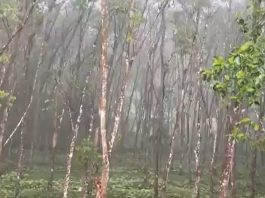 Kerala Monsoon 2026: Southwest Monsoon To Hit Kerala By June 4, IMD Issues Heavy Rainfall Alert | Kerala Monsoon Entry June 4, Heavy Rainfall Warning, Cyclonic Circulation, IMD Weather Update Kerala Rain kerala rain