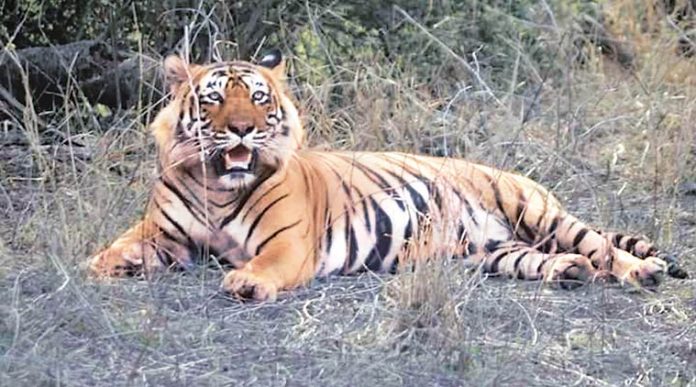 Tiger Attack In Wayanad Meenangadi Panchayat 