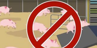 swine fever