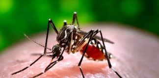 zika virus india