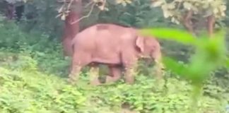 PT7 elephant
