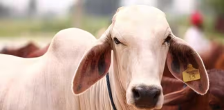 Cow Hug Day