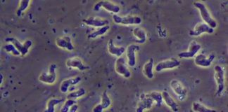 brain eating amoeba
