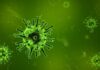 Nipah Virus Confirmed in Kerala’s Kozhikode; 40-Year-Old Tests Positive nipah