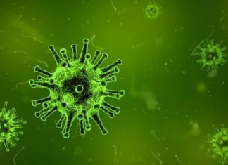 Nipah Virus Confirmed in Kerala’s Kozhikode; 40-Year-Old Tests Positive nipah