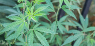 Cannabis