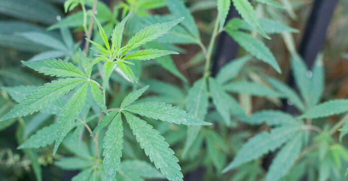 Cannabis
