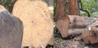 Sugandhagiri tree cutting Case