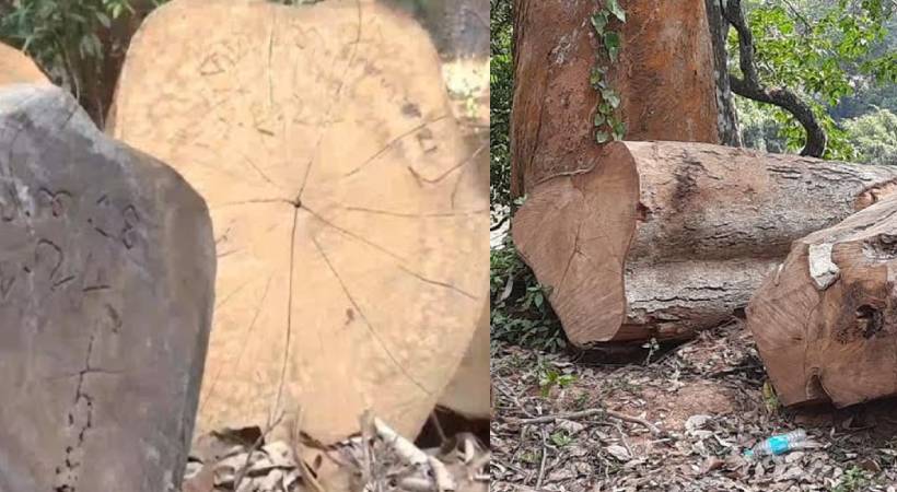Sugandhagiri tree cutting Case