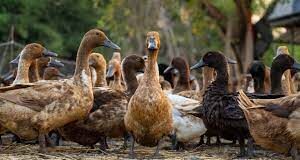 bird flu