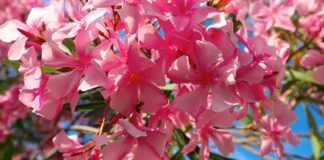 oleander flower