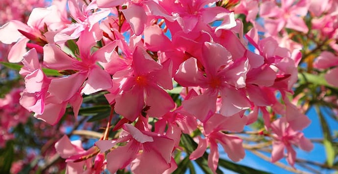 oleander flower